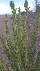 Neokochia americana