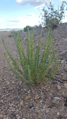 Neokochia americana