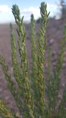 Neokochia americana