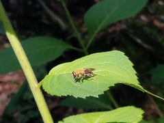 Pterallastes thoracicus