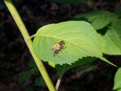 Pterallastes thoracicus