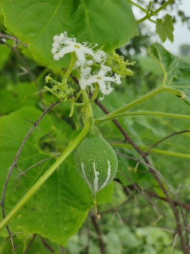 Foto de Trichosanthes dioica
