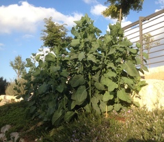 Nicotiana glauca