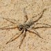 Shoreline Wolf Spider - Photo (c) kirbyadams, some rights reserved (CC BY-NC), uploaded by kirbyadams