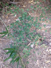 Capparis zoharyi