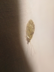 Hemerobius perelegans