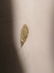 Hemerobius perelegans