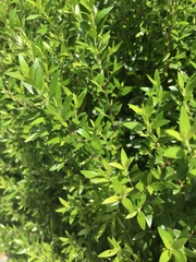 Maytenus boaria