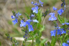 Veronica krylovii