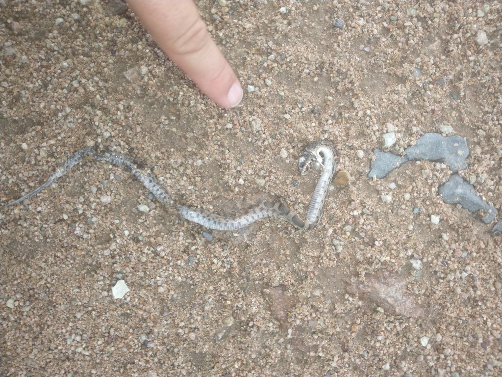 Common Mexican Bullsnake