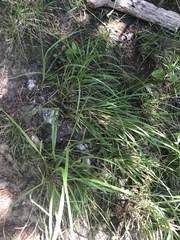 Nassella leucotricha