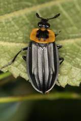 Oxelytrum discicolle