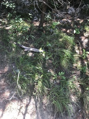 Nassella leucotricha