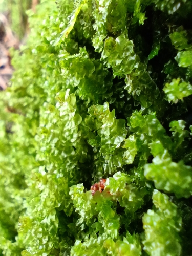 Image of Barbilophozia hatcheri by (c) Михаил Языков, some rights reserved (CC BY)