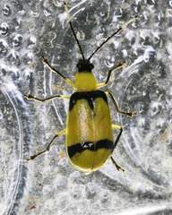 Diabrotica arcuata