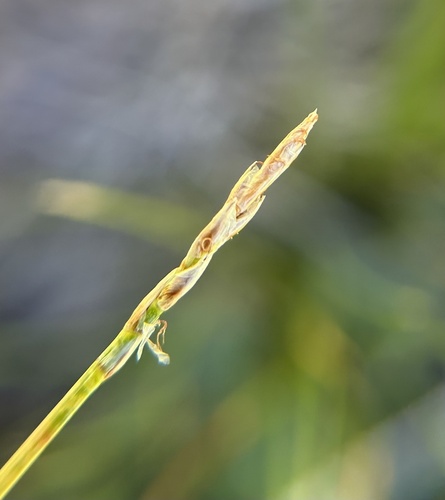 Kobresia myosuroides iNat (1)
