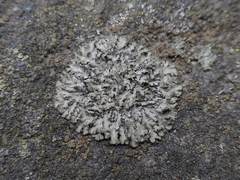 Phaeophyscia adiastola