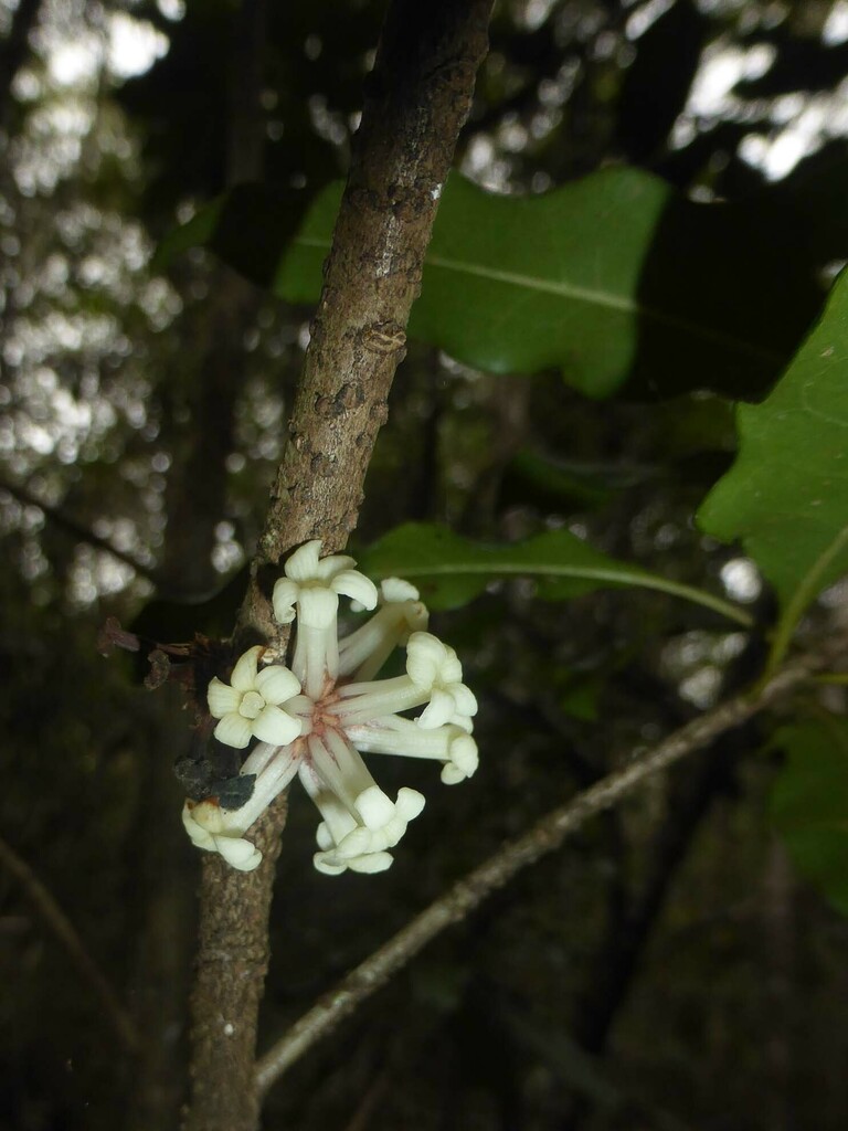 Pittosporum brevispinum