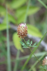 Trifolium vesiculosum