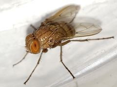 Ormia ochracea