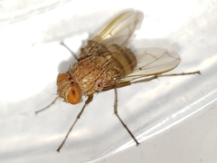 Ormia ochracea