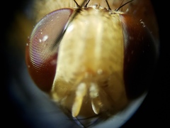 Ormia ochracea