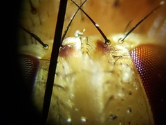 Ormia ochracea