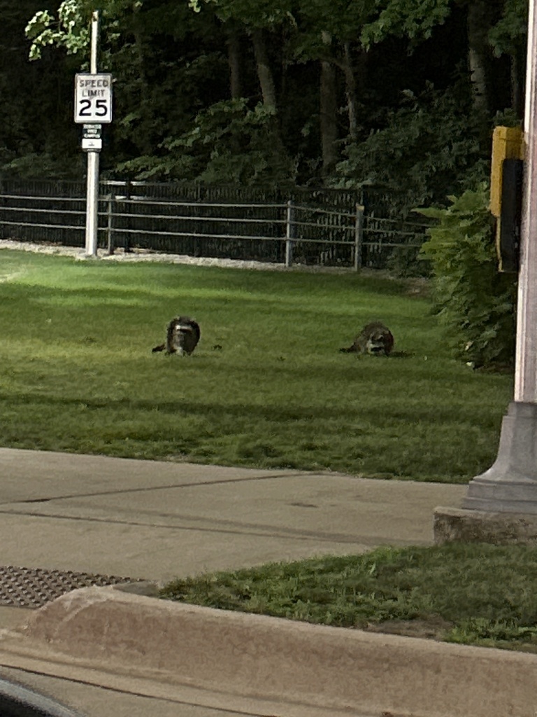 Common Raccoon from Michigan State University, East Lansing, MI, US on ...