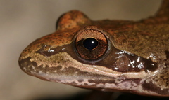 Wager's Stream Frog photo 3