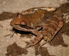 Wager's Stream Frog photo 2