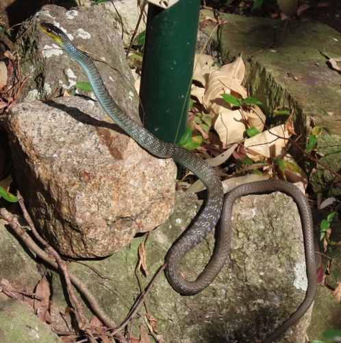 Common Tree Snake sighting