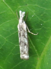 Microcrambus minor