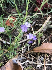 Gilia achilleifolia