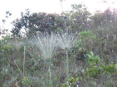 Paepalanthus chiquitensis