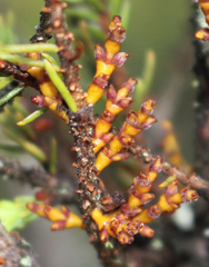 Arceuthobium pusillum