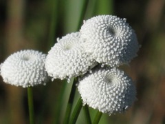 Paepalanthus chiquitensis