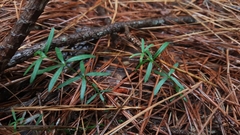 Galium uniflorum