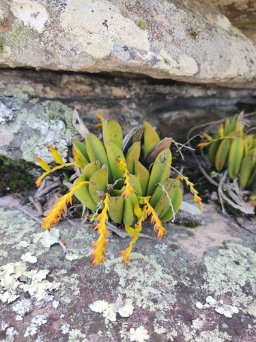 Image of Acianthera Ochreata (Acianthera ochreata) by no rights reserved