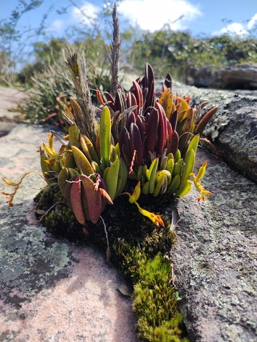 Image of Acianthera Ochreata (Acianthera ochreata) by no rights reserved