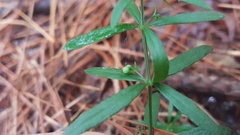 Galium uniflorum
