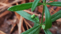 Galium uniflorum