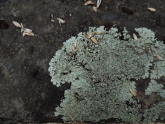 Xanthoparmelia plittii