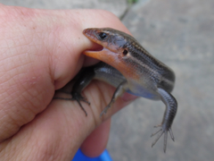 Plestiodon fasciatus