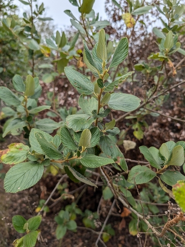 Cliff Schmidt Ceanothus foliage