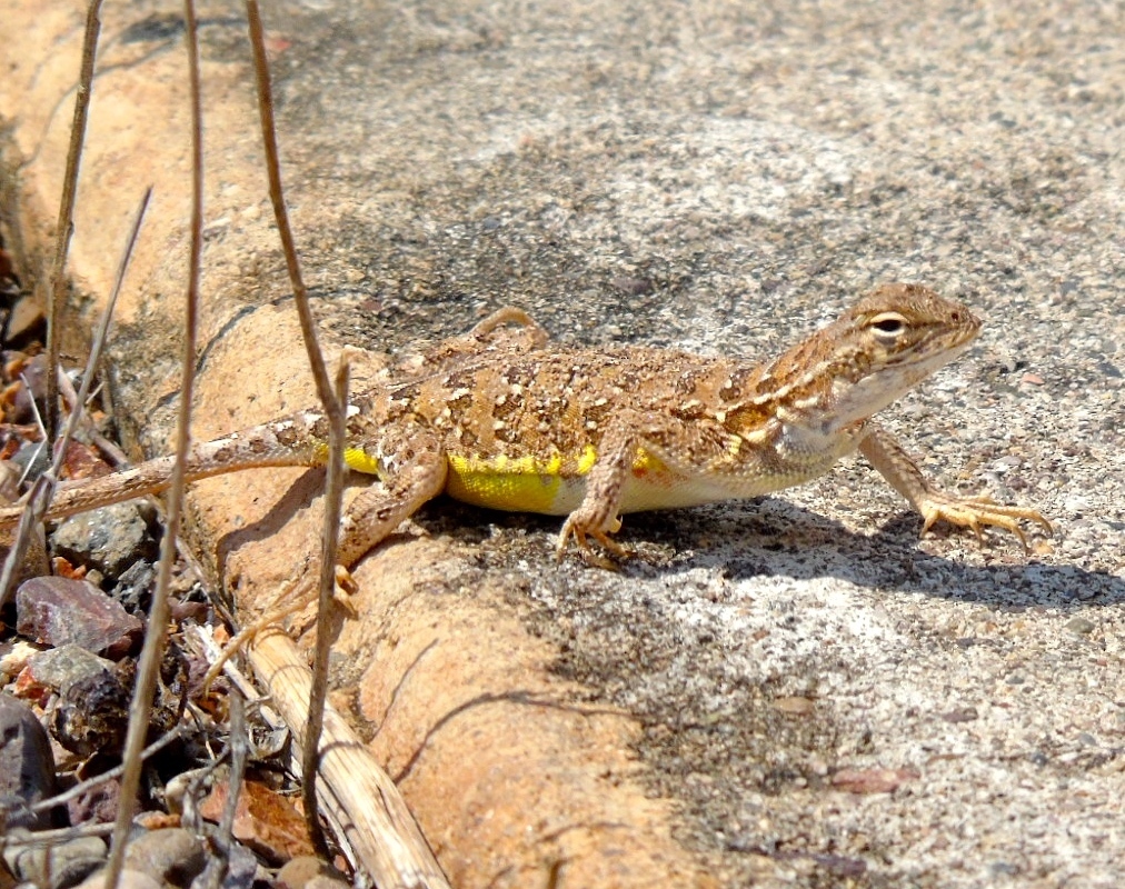 Elegant Earless Lizard