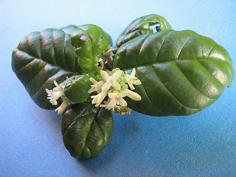 Malanea
