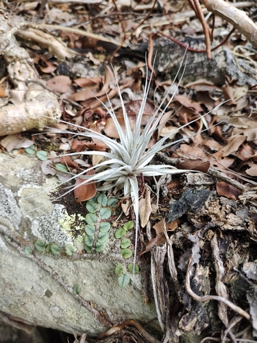 Image of Tillandsia gardneri by no rights reserved