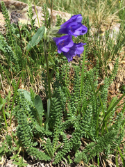 Polemonium viscosum