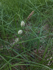 Carex pellita
