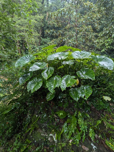 Remusatia vivipara, photograph 6